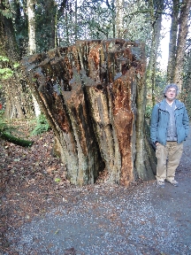 Huge tree stump, taller than Mead